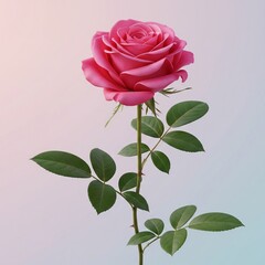 pink rose on elegant background