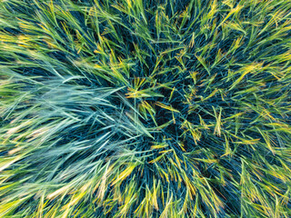Close up top down view of young wheat at sunset