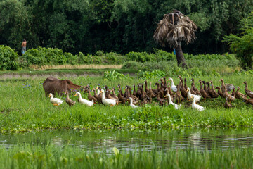 Ducks in a natural environment at the village lake.