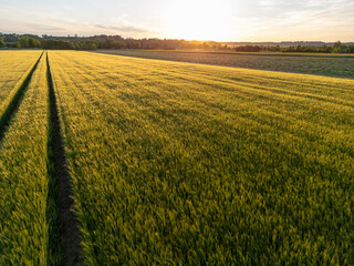 Countryside sunset over a field of wheat in early summer in Bavaria, Germany