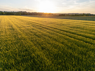 Countryside sunset over a field of wheat in early summer in Bavaria, Germany