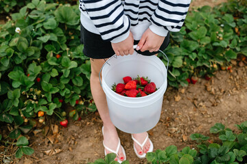 Fototapeta premium Person harvesting fresh strawberries in a garden during summertime outdoor activity