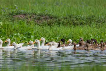 Scene of a flock of ducks and water splashing. Beauty in the wild life