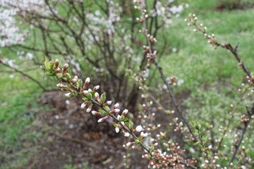 Floral buds on branch of Prunus tomentosa in April