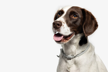 Studio portrait of cute springer spaniel dog, panting and looking away on white background.