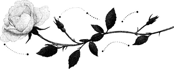 Fototapeta premium Minimalist engraved rose vine design for art and decoration