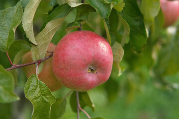Ripe Apples in the Apple Orchard before Harvesting. Big Red delicious Apples Hanging from a Tree Branch in the Fruit Garden at Fall Harvest. Basket of Apples. Autumn Cloudy Day, Soft Shadow. 4K