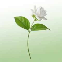 Jasmine flower on green background