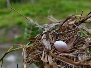 hummingbird nest with eggs on a tree branch © Riza faryunanda