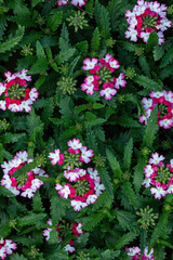 Macro top-down view of pink-white verbena blooms with serrated green leaves, perfect for botanical visuals, ornamental flower stock, landscape design, or gardening-focused digital content.