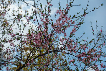 Plentiful pink flowers of peach tree against blue sky in April