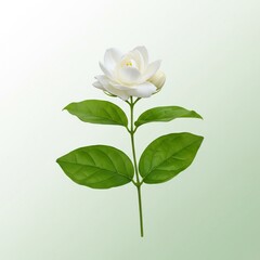 Jasmine flower on green background