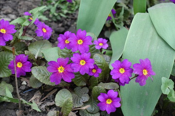 Violet flowers of Prímula juliae in April