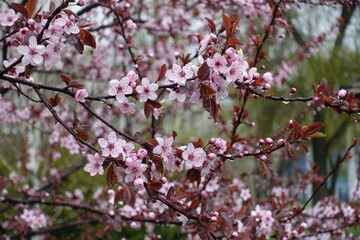 A lot of pink flowers of prunus pissardii with rain drops in April