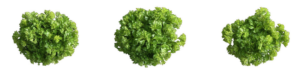 Obraz premium Three round green leafy clusters