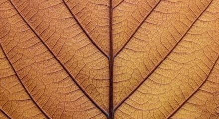 Dry Leaf Vein Structure Macro