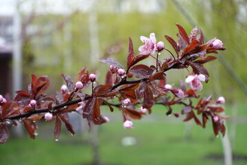 Branch of blossoming prunus pissardii with rain drops in April