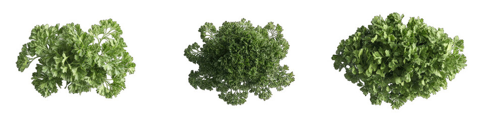 Naklejka premium Three round clumps of dark green leafy vegetable