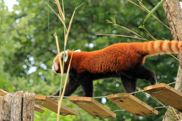 red panda eating bamboo