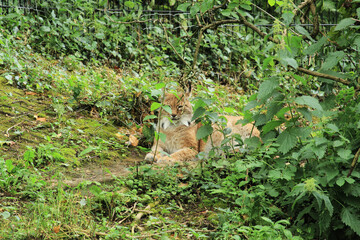 Lynx in the forest