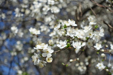 Close up of white flowers of plum tree in March