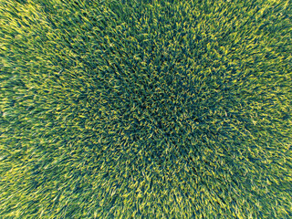 Top down view of a green field of young wheat at sunset