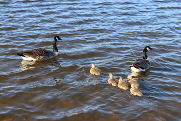 Pair of Canada geese with chicks