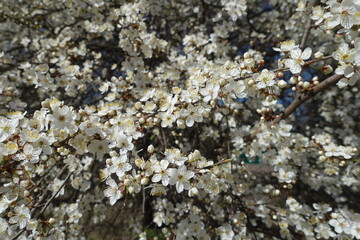 Volume of white flowers of blossoming plum tree in March