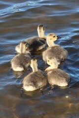 Canada geese goslings swimming on a lake