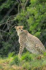 leopard in the tree