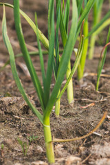 Green chives. Blurred background, close-up. Agricultural field in the countryside.
