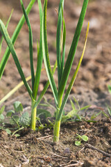 Green chives. Blurred background, close-up. Agricultural field in the countryside.