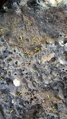Geological Texture: Vesicular Rock with Mineral Specks