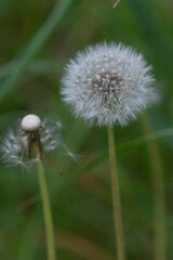Beautiful close-up of a mature dandelion (Taraxacum officinale) puffball, revealing symmetrical seed geometry, ideal for concepts of growth, transformation, and natural dispersal mechanisms