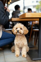 Poodle Sitting by Owner at Outdoor Cafe Table
