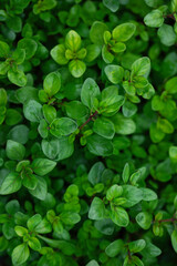 High-resolution top-view of dense oregano herb leaves in vibrant summer green tones, perfect organic culinary background for farm-to-table, vegan diet, and healthy cooking editorial designs.
