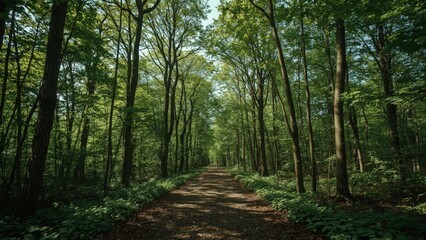 Naklejka premium Forest Path Illuminated by Dappled Sunlight Filtering Through Trees 