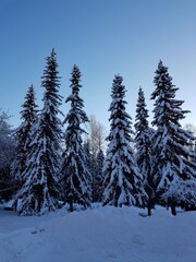 Snow-covered spruces on a clear winter day