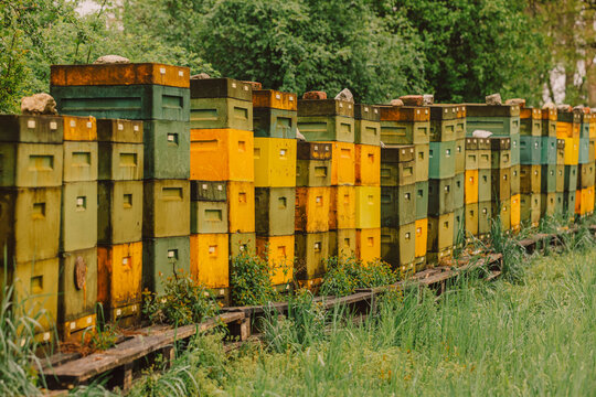 Row of colorful beehives in a meadow during spring preparation for summer