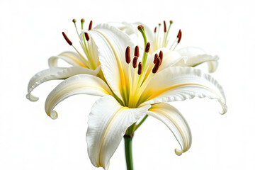 Close up white Lilly blooming in the garden.
