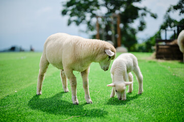Obraz premium A sheep and a lamb graze on vibrant green grass in a peaceful outdoor setting.