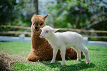 Obraz premium A fluffy brown alpaca sits on grass beside a standing white lamb, with a blurred green background.