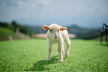 Obraz premium A young lamb stands on green grass with a blurred natural landscape in the background.