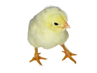 Little chicken isolated on white background