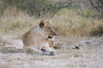 a lioness with a cut on her leg