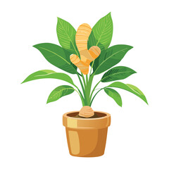 Potted Ginger with Multiple Roots