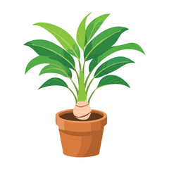 Ginger Root in Brown Pot