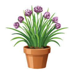 Potted Chives Herb Plant