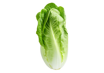 Fresh single Romaine or cos lettuce isolated on transparent or white background