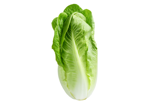 Fresh single Romaine or cos lettuce isolated on transparent or white background